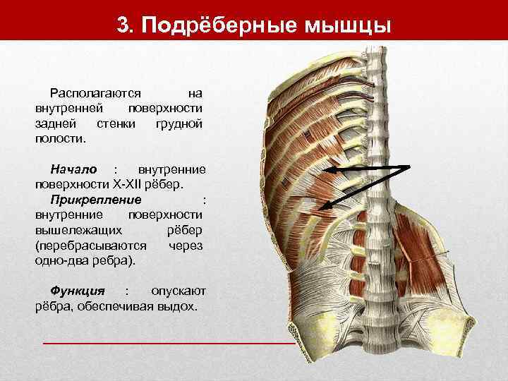    3. Подрёберные мышцы  Располагаются  на внутренней  поверхности задней
