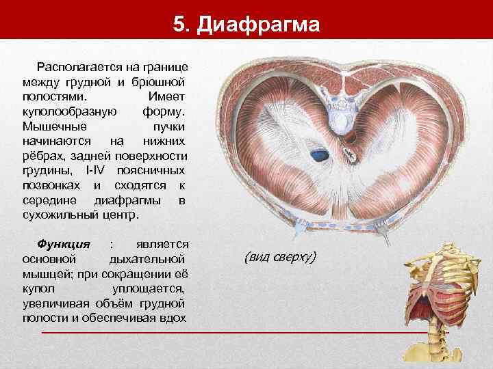     5. Диафрагма  Располагается на границе между грудной и брюшной