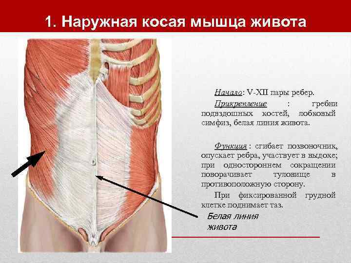 1. Наружная косая мышца живота    Начало: V-XII пары ребер.  