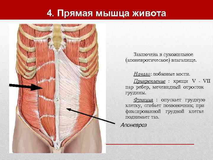 4. Прямая мышца живота     Заключена в сухожильное   