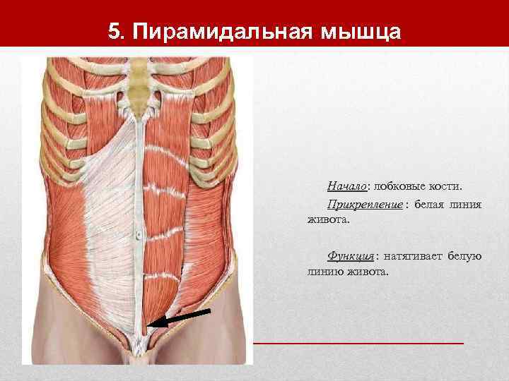 5. Пирамидальная мышца     Начало: лобковые кости.    Прикрепление