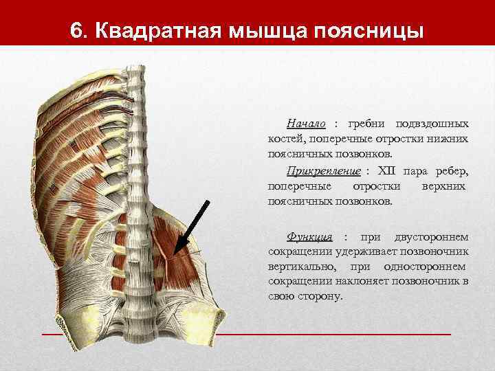 6. Квадратная мышца поясницы     Начало : гребни подвздошных  