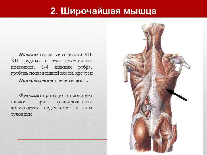     2. Широчайшая мышца  Начало: остистые отростки VII- XII грудных