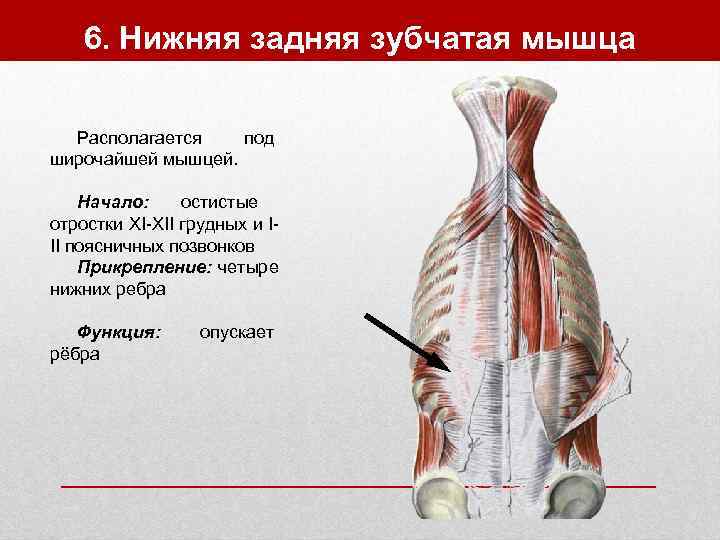   6. Нижняя задняя зубчатая мышца  Располагается  под широчайшей мышцей. 