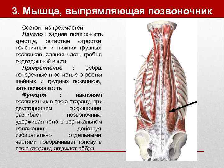 Массаж швз картинки