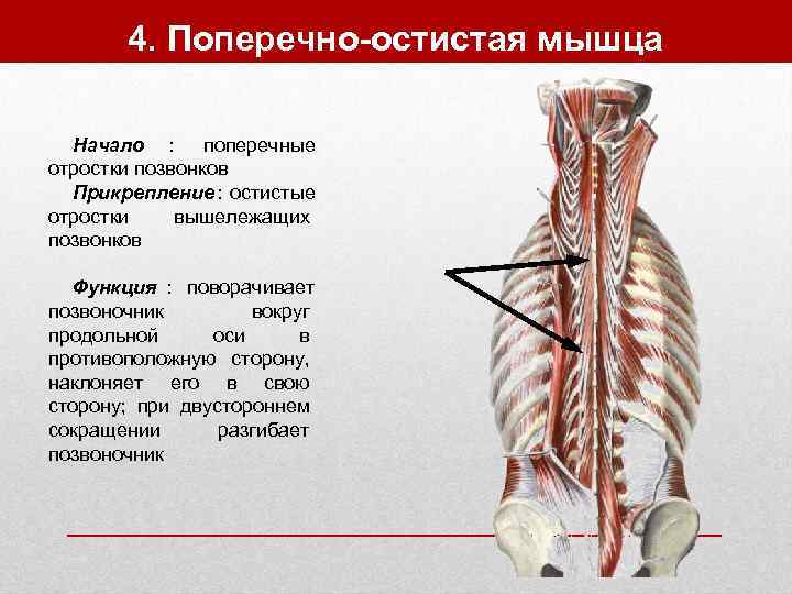   4. Поперечно-остистая мышца  Начало : поперечные отростки позвонков  Прикрепление :