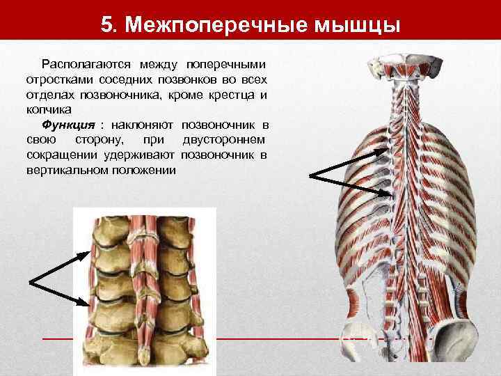   5. Межпоперечные мышцы  Располагаются между поперечными отростками соседних позвонков во всех