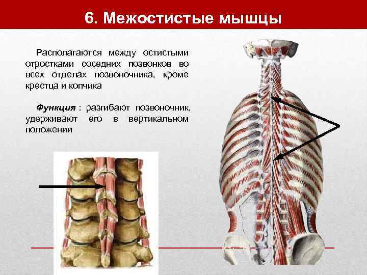   6. Межостистые мышцы  Располагаются между остистыми отростками соседних позвонков во всех