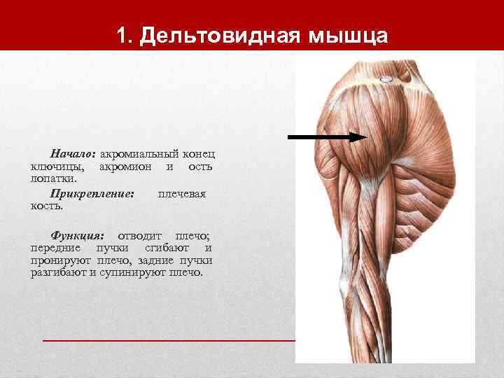   1. Дельтовидная мышца  Начало: акромиальный конец ключицы, акромион и ость