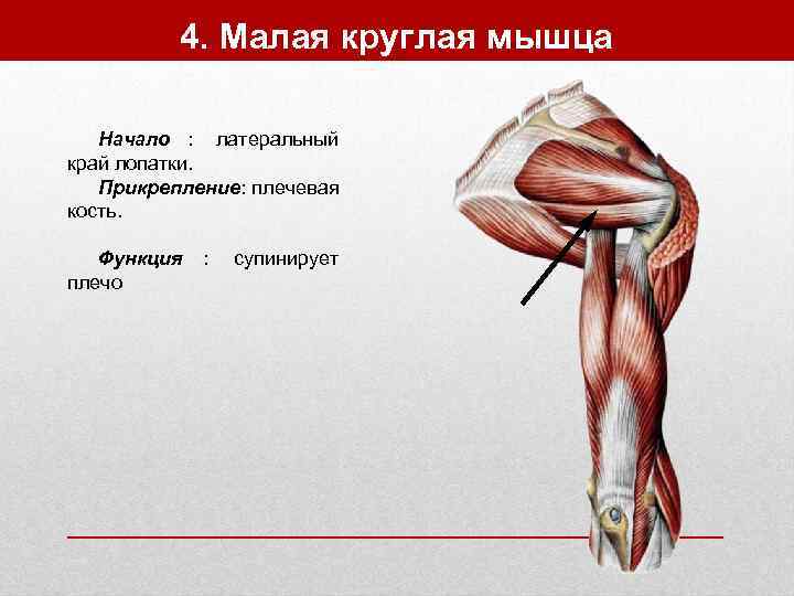    4. Малая круглая мышца Начало : латеральный край лопатки. Прикрепление: плечевая