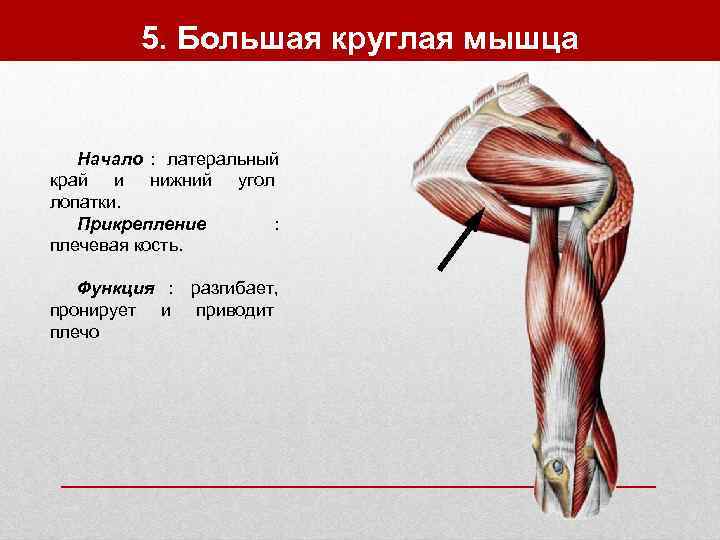    5. Большая круглая мышца Начало : латеральный край и нижний угол
