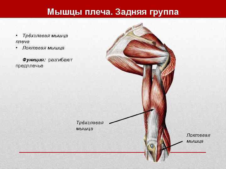   Мышцы плеча. Задняя группа  • Трёхглавая мышца плеча • Локтевая мышца