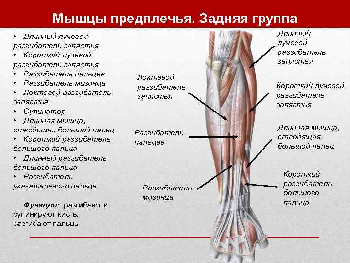 Что такое предплечье фото