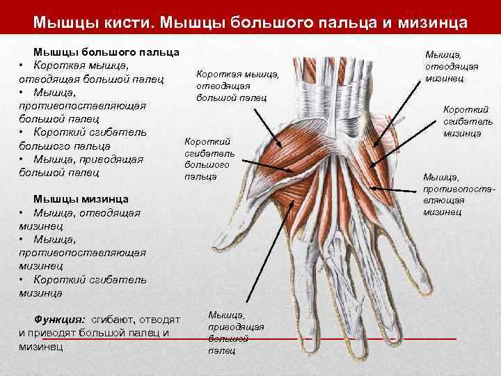  Мышцы кисти. Мышцы большого пальца и мизинца  Мышцы большого пальца  