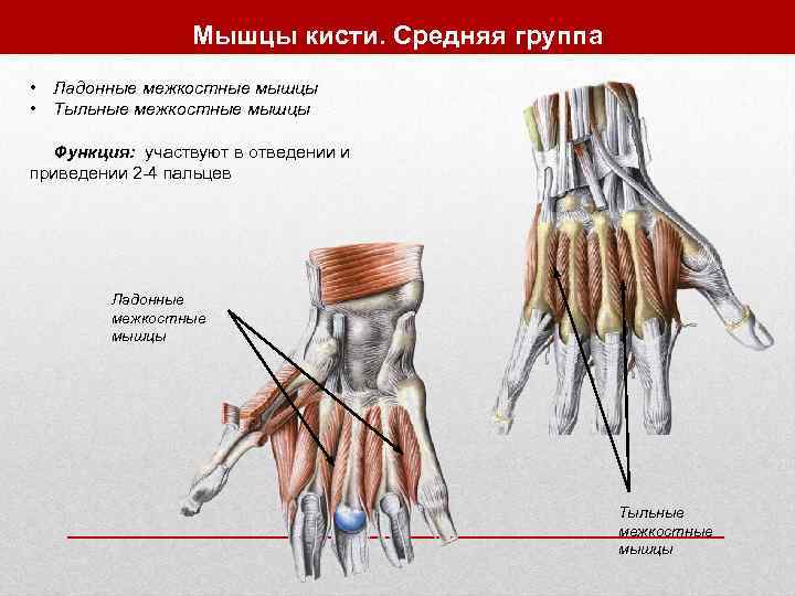    Мышцы кисти. Средняя группа • Ладонные межкостные мышцы • Тыльные межкостные
