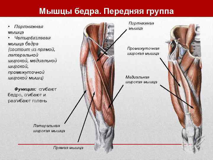   Мышцы бедра. Передняя группа       Портняжная •