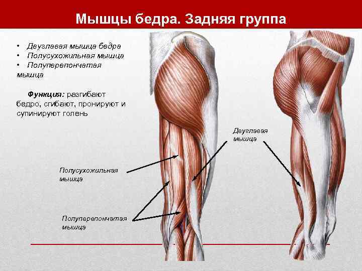    Мышцы бедра. Задняя группа • Двуглавая мышца бедра • Полусухожильная мышца