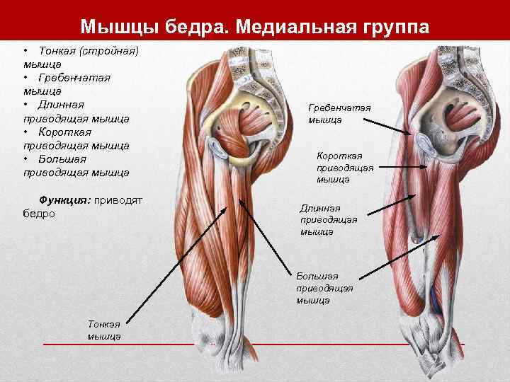    Мышцы бедра. Медиальная группа • Тонкая (стройная) мышца • Гребенчатая мышца