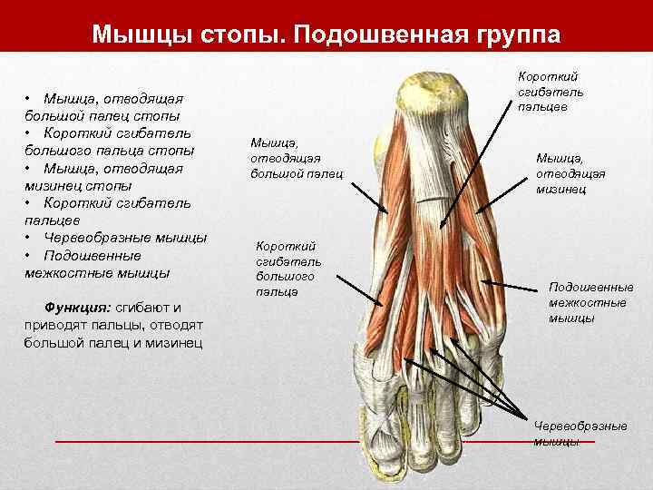    Мышцы стопы. Подошвенная группа    Короткий   