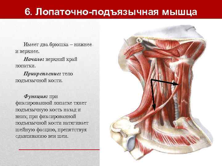   6. Лопаточно-подъязычная мышца  Имеет два брюшка – нижнее и верхнее. Начало: