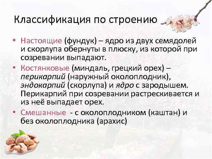 Классификация по строению • Настоящие (фундук) – ядро из двух семядолей  и скорлупа