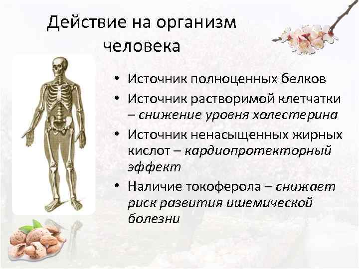 Действие на организм  человека   • Источник полноценных белков   •