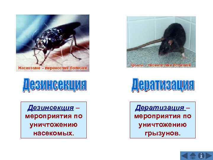  Дезинсекция –  Дератизация – мероприятия по уничтожению  насекомых.   грызунов.