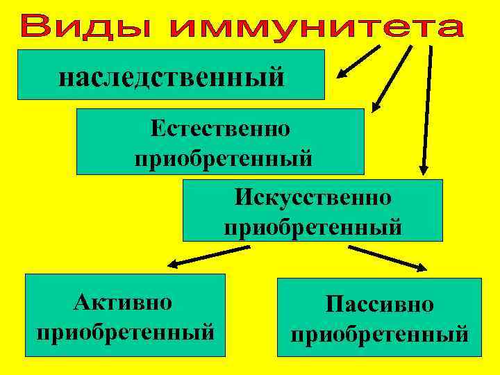  наследственный   Естественно  приобретенный   Искусственно   приобретенный Активно
