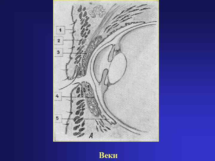 Веки 