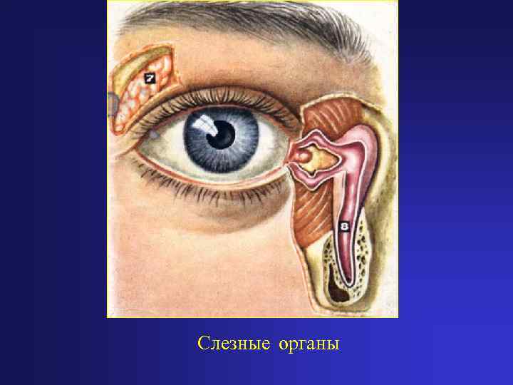 Слезные органы 