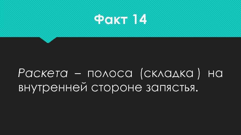   Факт 14  Раскета – полоса (складка ) на внутренней стороне запястья.