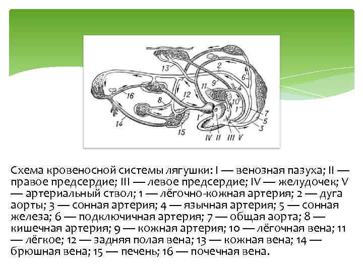 Укажите на рисунке легочный круг кровообращения лягушки