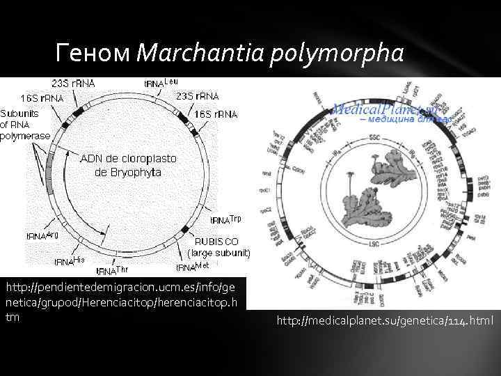 Геном Marchantia polymorpha http: //pendientedemigracion. ucm. es/info/ge netica/grupod/Herenciacitop/herenciacitop. h tm Геном Marchantia polymorpha http: //pendientedemigracion. ucm. es/info/ge netica/grupod/Herenciacitop/herenciacitop. h tm