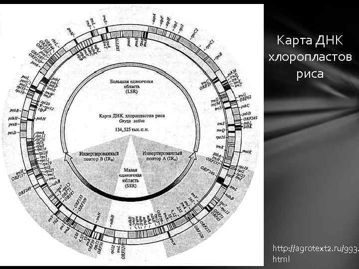 Карта ДНК хлоропластов риса http: //agrotext 2. ru/993. html Карта ДНК хлоропластов риса http: //agrotext 2. ru/993. html