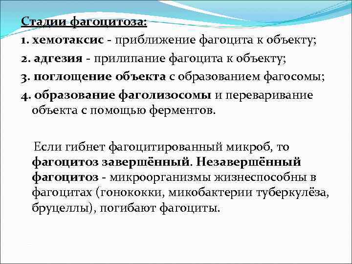 Стадии фагоцитоза: 1. хемотаксис - приближение фагоцита к объекту; 2. адгезия - прилипание фагоцита Стадии фагоцитоза: 1. хемотаксис - приближение фагоцита к объекту; 2. адгезия - прилипание фагоцита