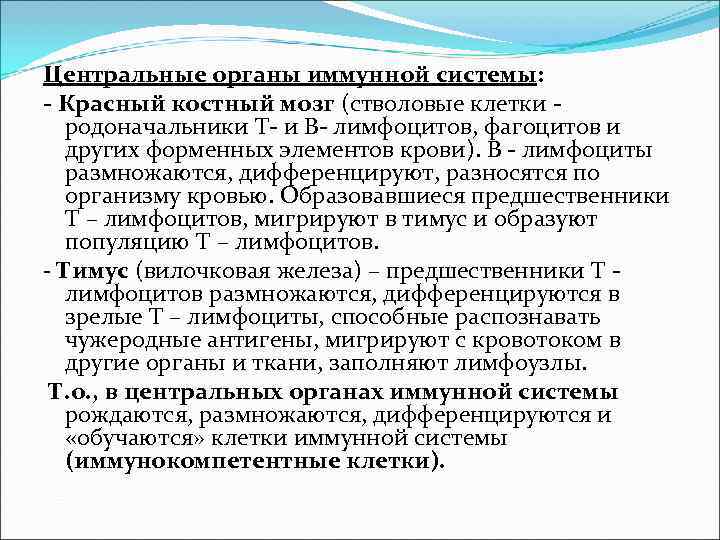 Центральные органы иммунной системы: - Красный костный мозг (стволовые клетки - родоначальники Т- и Центральные органы иммунной системы: - Красный костный мозг (стволовые клетки - родоначальники Т- и