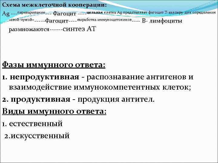 Схема межклеточной кооперации: Ag ---переваривание--- Фагоцит ----цельная клетка Ag представляет фагоцит Т-хелперу для определения Схема межклеточной кооперации: Ag ---переваривание--- Фагоцит ----цельная клетка Ag представляет фагоцит Т-хелперу для определения