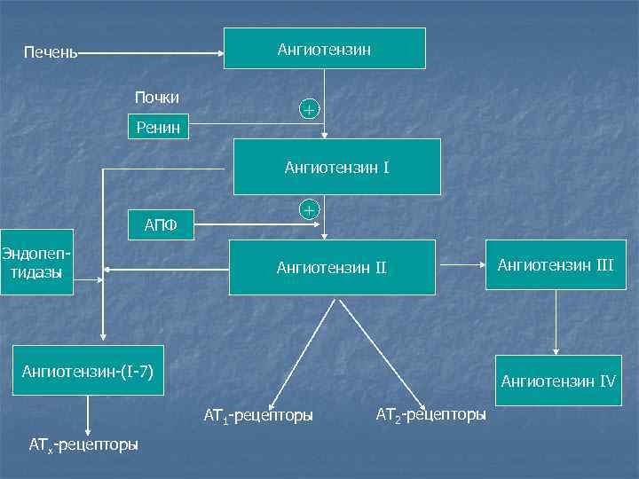  Печень     Ангиотензин    Почки   
