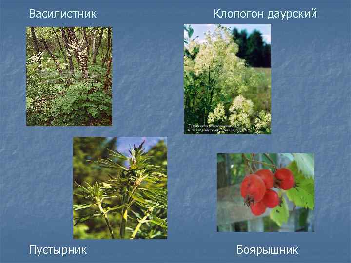   Василистник      Клопогон даурский   Пустырник 