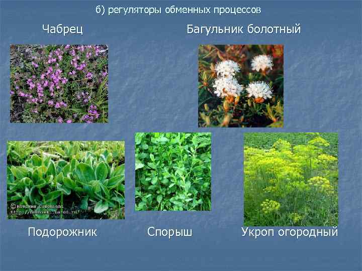   б) регуляторы обменных процессов  Чабрец    Багульник болотный Подорожник