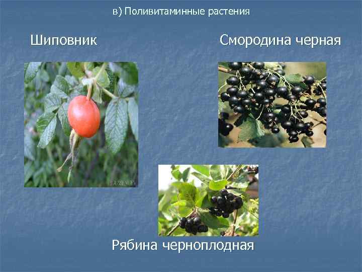    в) Поливитаминные растения   Шиповник     