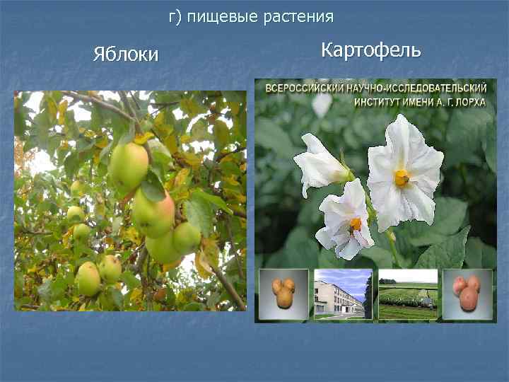    г) пищевые растения Яблоки    Картофель 