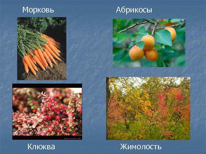   Морковь     Абрикосы  Клюква    