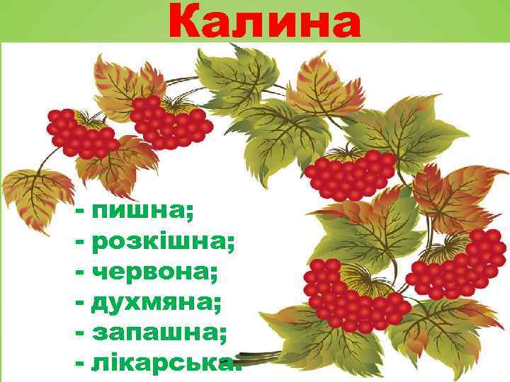 Фон для презентации калина