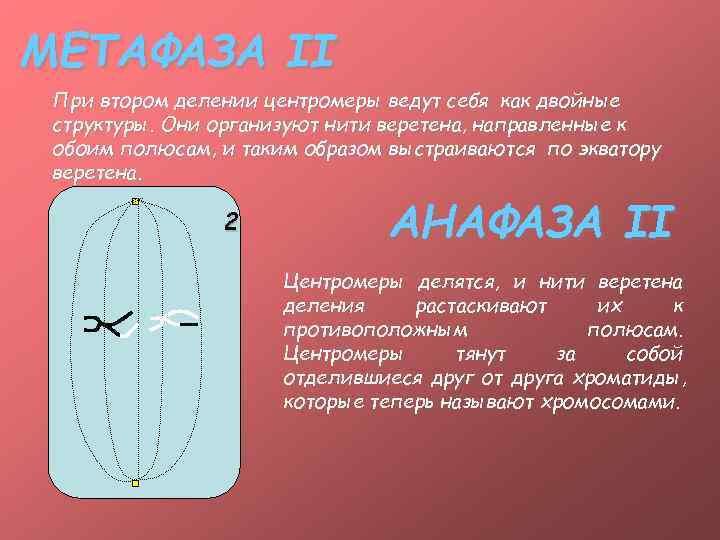 МЕТАФАЗА II При втором делении центромеры ведут себя как двойные структуры. Они организуют нити