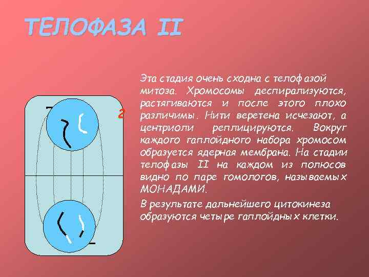 ТЕЛОФАЗА II  Эта стадия очень сходна с телофазой  митоза. Хромосомы деспирализуются, 