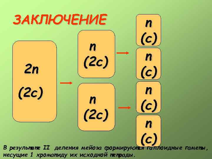  ЗАКЛЮЧЕНИЕ     n       (c)