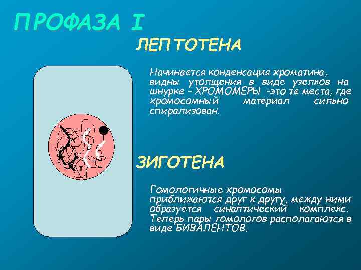 ПРОФАЗА I   ЛЕПТОТЕНА   Начинается конденсация хроматина,   видны утолщения