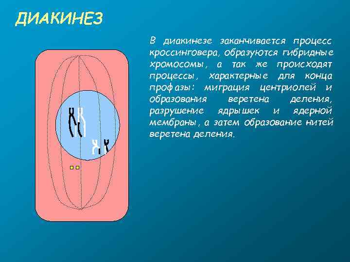 ДИАКИНЕЗ  В диакинезе заканчивается процесс  кроссинговера, образуются гибридные  хромосомы, а так