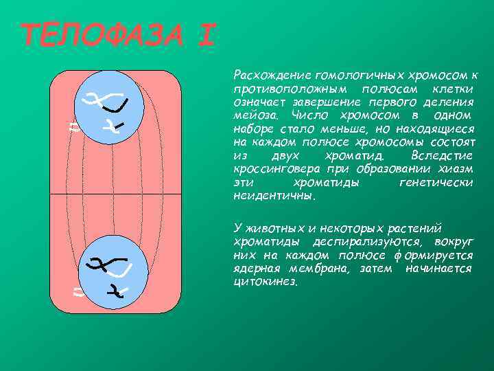ТЕЛОФАЗА I   Расхождение гомологичных хромосом к   противоположным полюсам клетки 